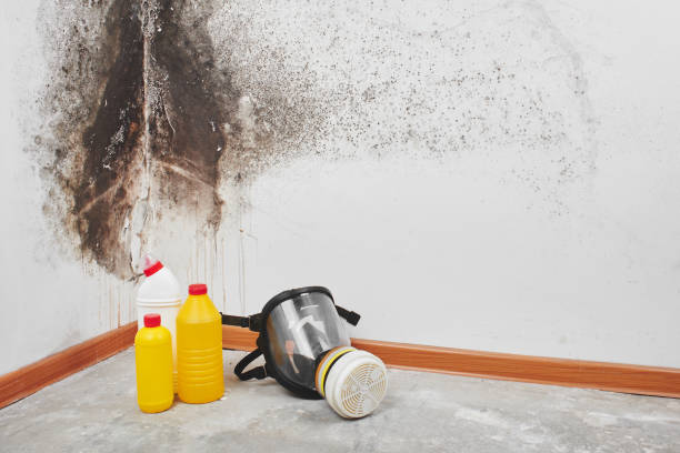Professional Mold Removal in Ripon, WI