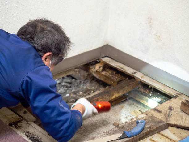 Best Professional Mold Removal  in Ripon, WI