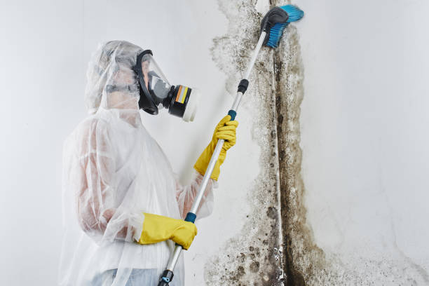 Best Black Mold Removal  in Ripon, WI