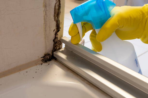 Best Mold Damage Repair  in Ripon, WI