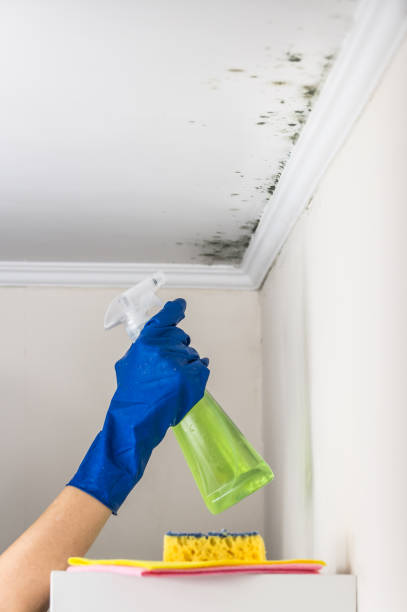 Professional Mold Removal in Ripon, WI